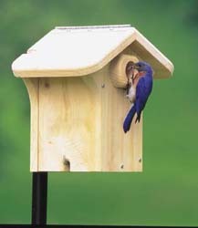 Eastern Bluebird