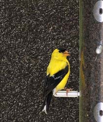 Goldfinch on Seed Tube Goldfinch on Seed Tube