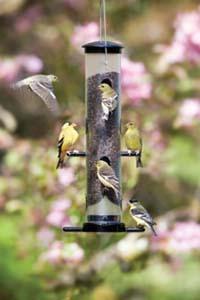 Goldfinches on an EcoClean® Finch Feeder Goldfinches on an EcoClean® Finch Feeder